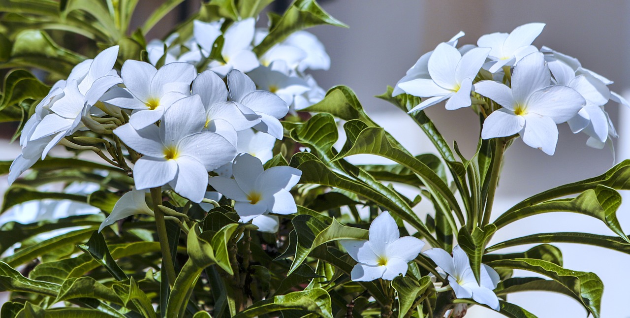 山东青州花卉批发市场——白首乌的种植与收获  第1张